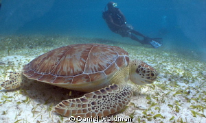 Turtle eating sea grass at HolChan Marine Park, San Pedro... by Daniel Waldman 